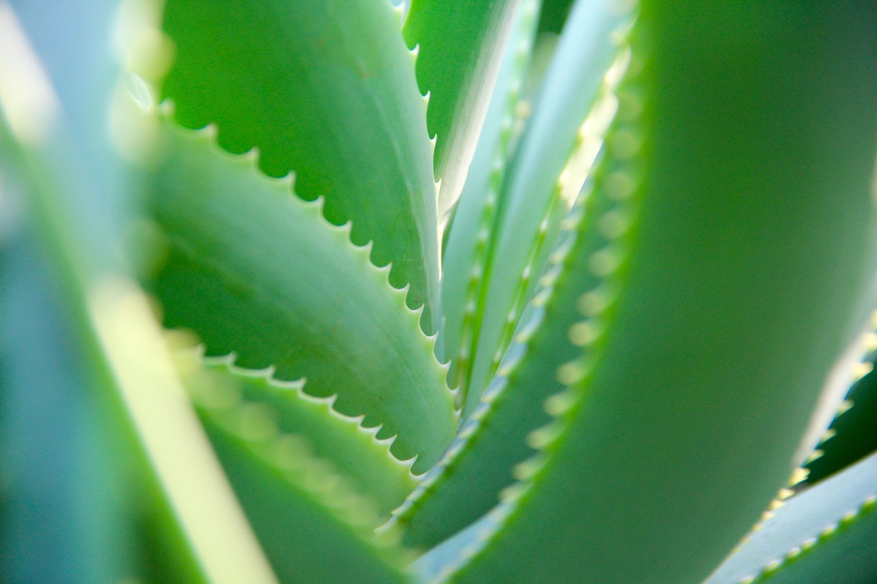 Guida completa ad Aloe Vera Pura: come migliorare energia e vitalità in menopausa