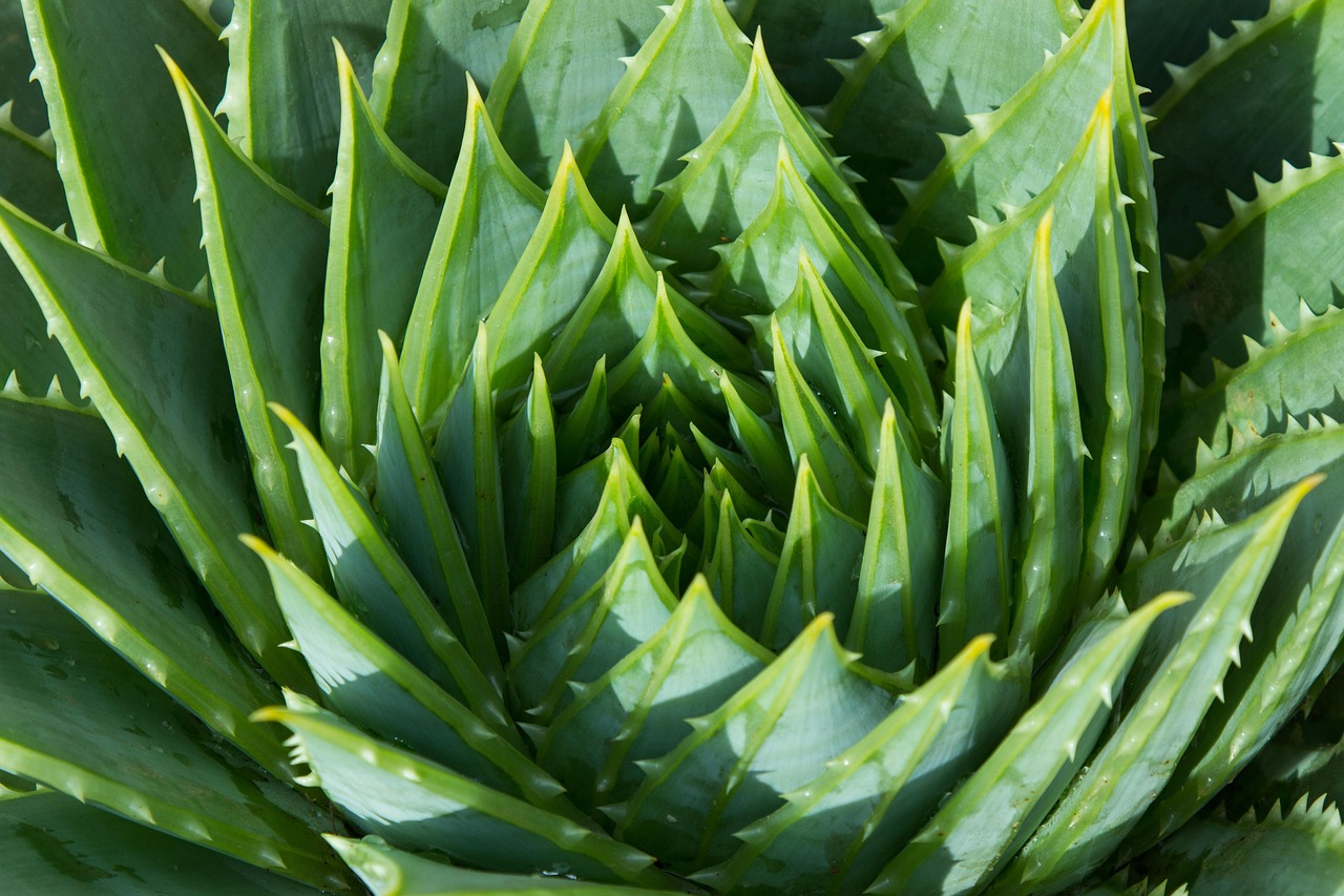 Guida: integrare Aloe Vera Pura per un supporto naturale durante i periodi di stress