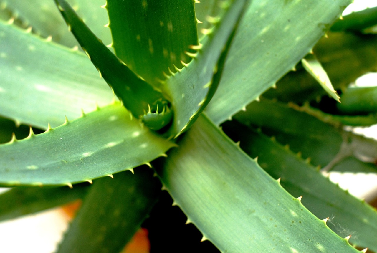 Le Applicazioni dell'Aloe Vera Pura nella Cosmetica Naturale