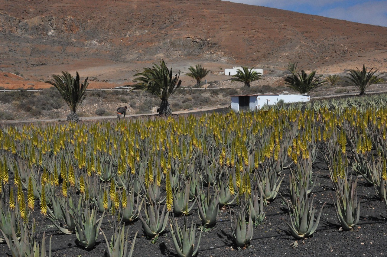 Storia e Tradizioni dell'Aloe Vera Pura nel Mondo